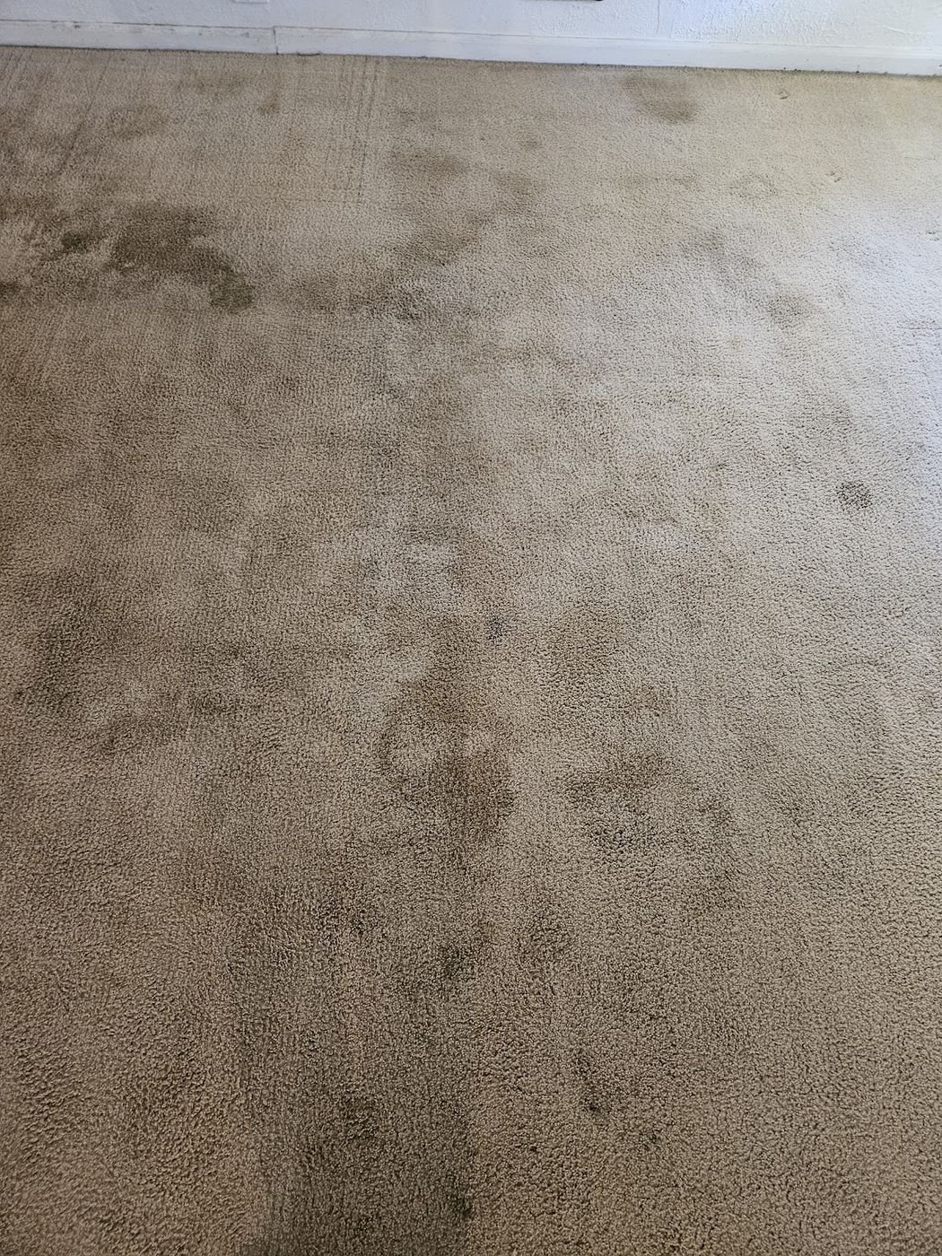 Before carpet cleaning — dirty stained carpet Pueblo