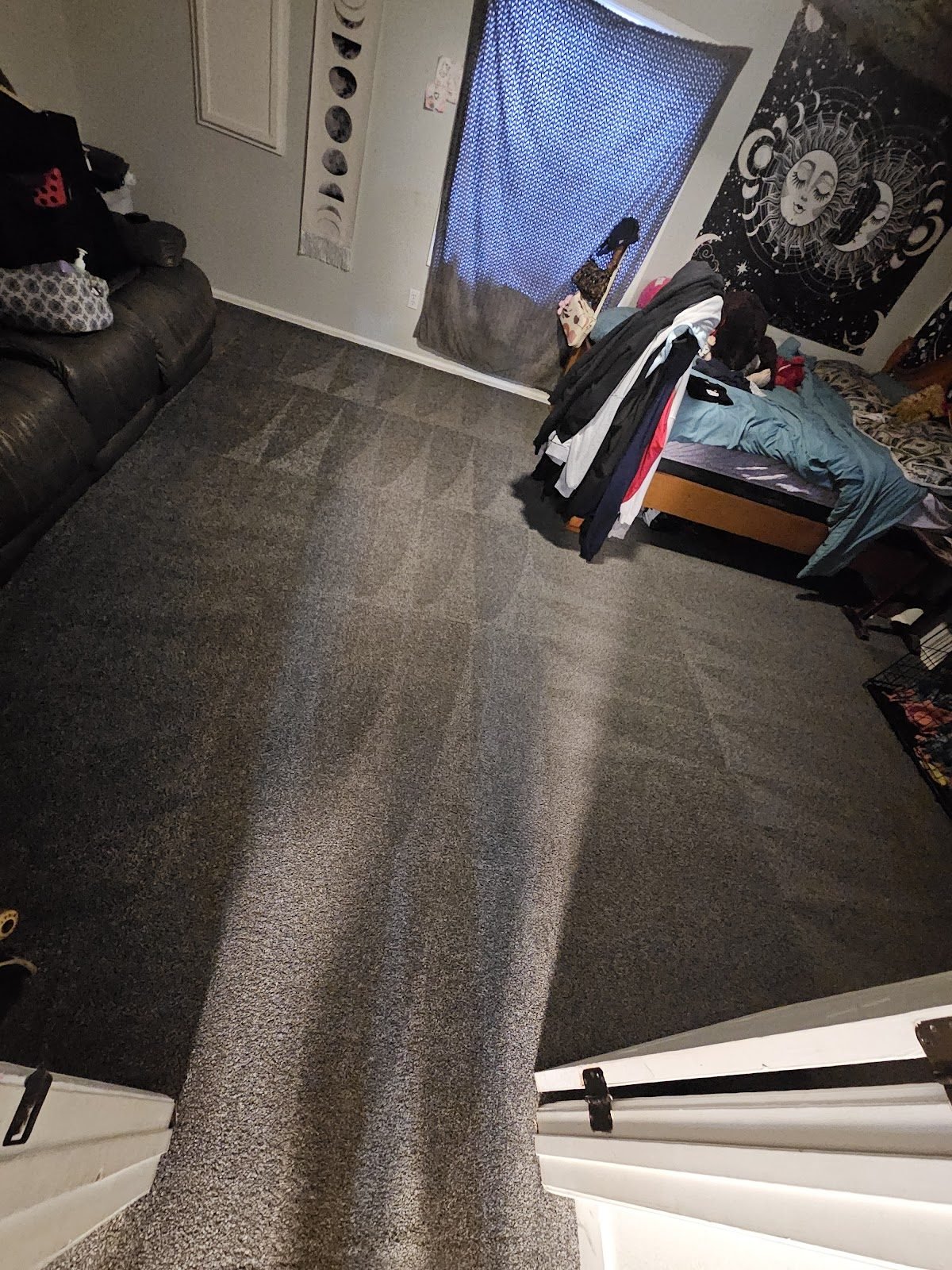 Pet-friendly carpet cleaning Pueblo