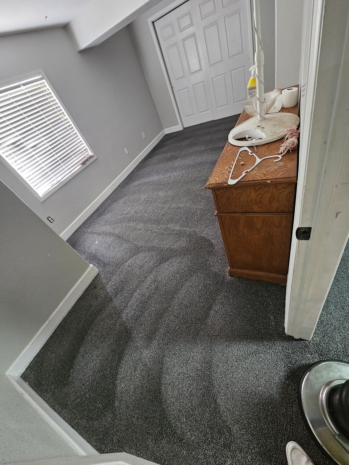 Pet stain carpet treatment Pueblo