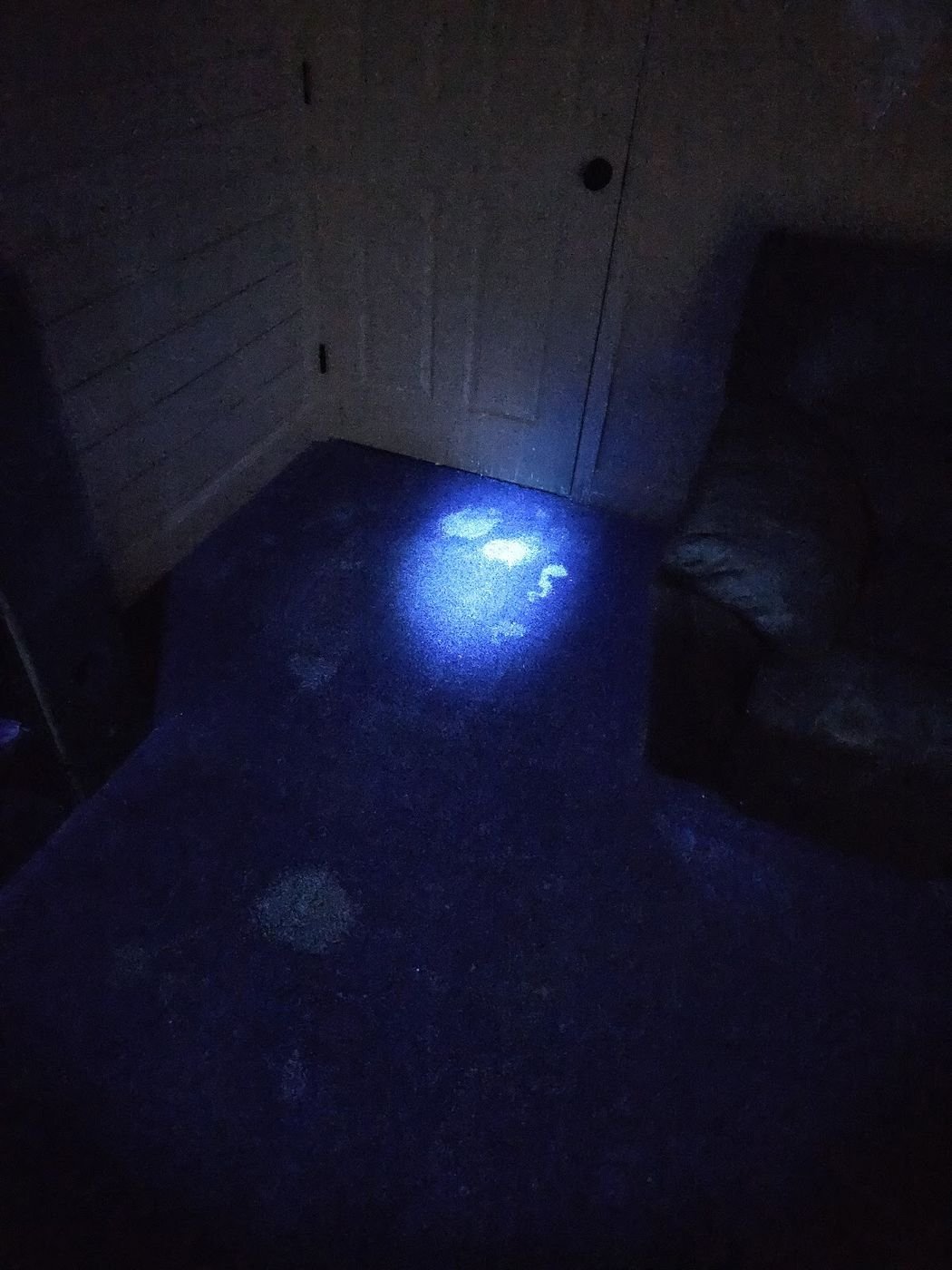 Pet stain detection UV blacklight Pueblo